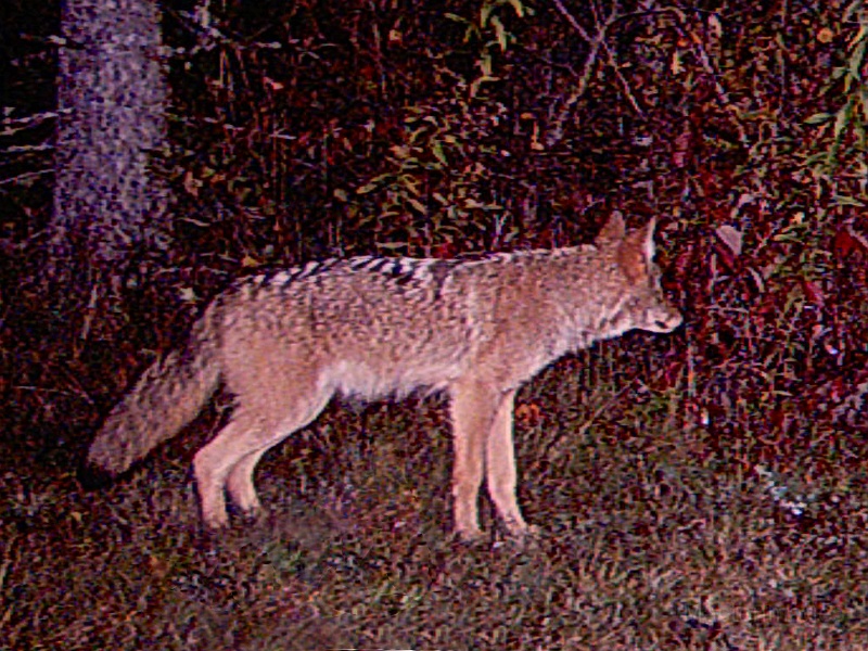 Coyote100209_0227hrs.jpg - My beautiful picture